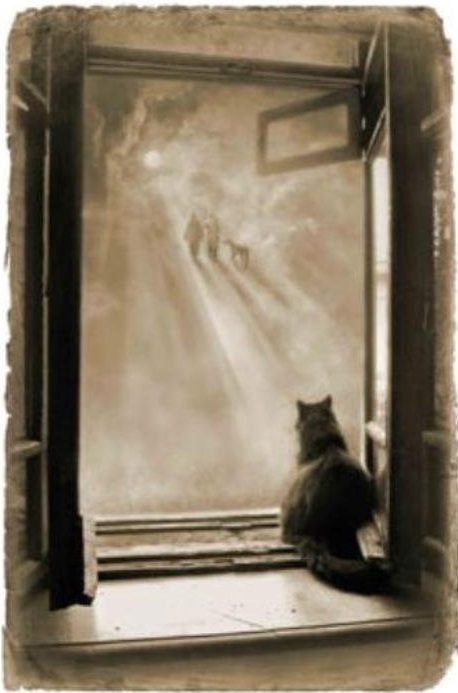 Кот на окне. Фотоиллюстрации Елены Мартынюк к «Мастеру и Маргарите»